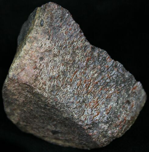 Red Agatized Dinosaur Bone - Ounces #25560